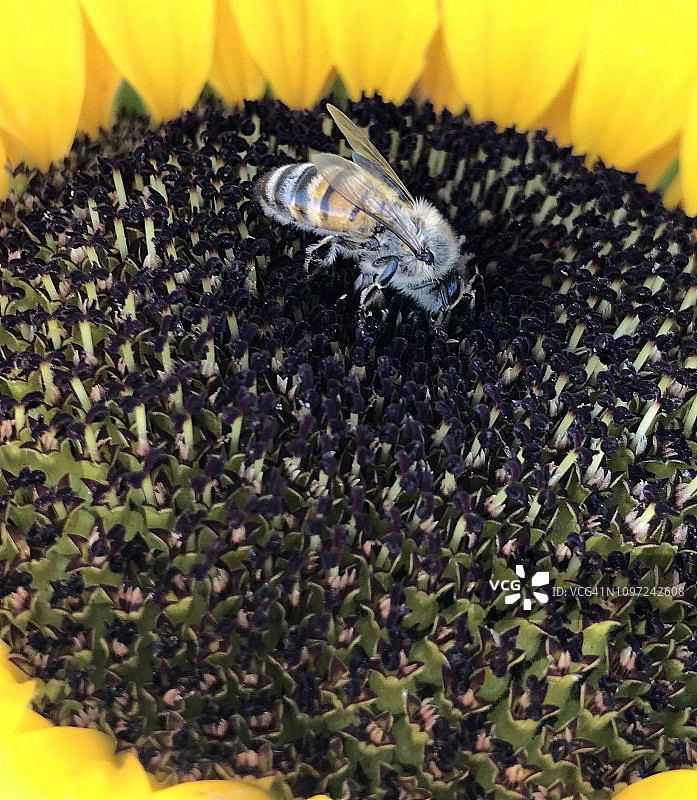蜜蜂停留在巨型向日葵上的特写照片图片素材