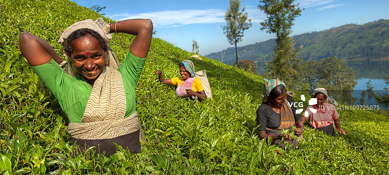 茶园工人图片素材