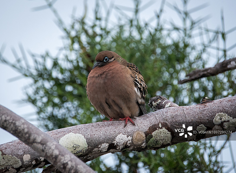 加拉帕戈斯鸠图片素材