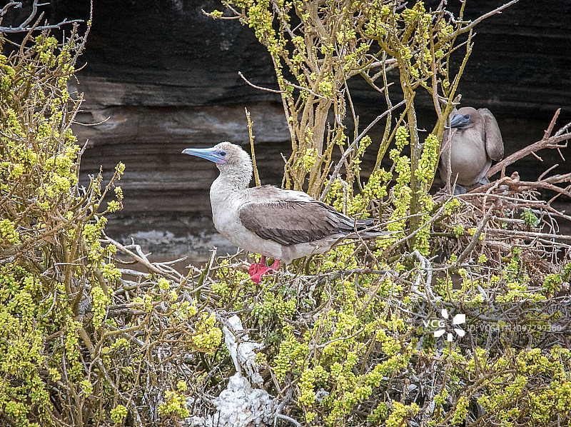 红脚鲣鸟图片素材