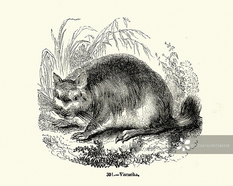 自然风光，啮齿动物，南美栗鼠图片素材