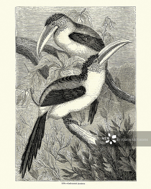 自然：鸟类，卷冠绿鹃图片素材