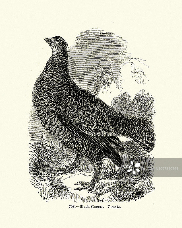 自然鸟类：黑琴鸡图片素材