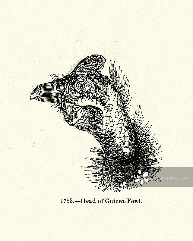 自然：鸟类，珍珠鸡头部图片素材