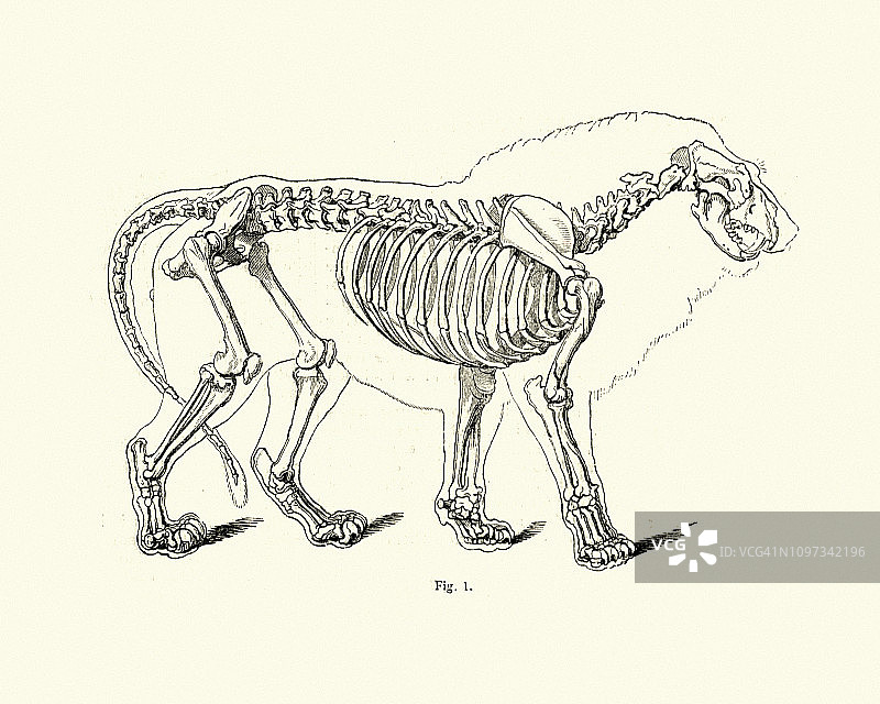 自然：狮子的骨骼图片素材