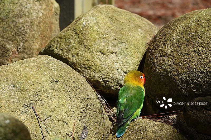 彩色情侣鹦鹉和虎皮鹦鹉图片素材