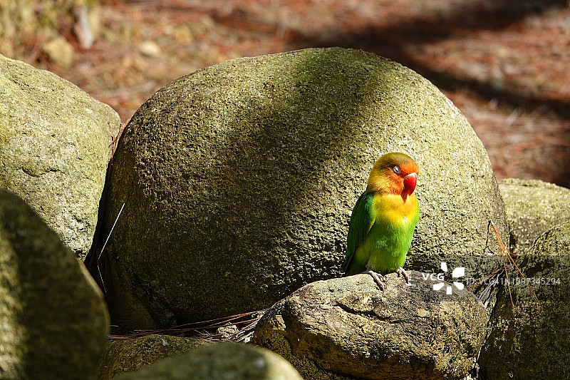 彩色情侣鹦鹉和虎皮鹦鹉图片素材