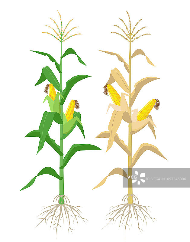 白色背景下成熟的玉米植株与黄色玉米芯矢量图图片素材