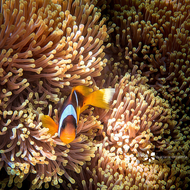 水下海葵鱼、海葵和海洋生物，埃及红海马萨阿拉姆图片素材