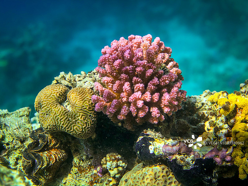 水下珊瑚礁与海洋生物，位于埃及红海的马尔萨阿拉姆图片素材