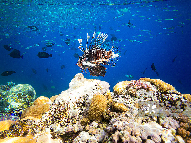 埃及红海马尔萨阿拉姆的珊瑚礁和海洋生物中的蝎子鱼图片素材
