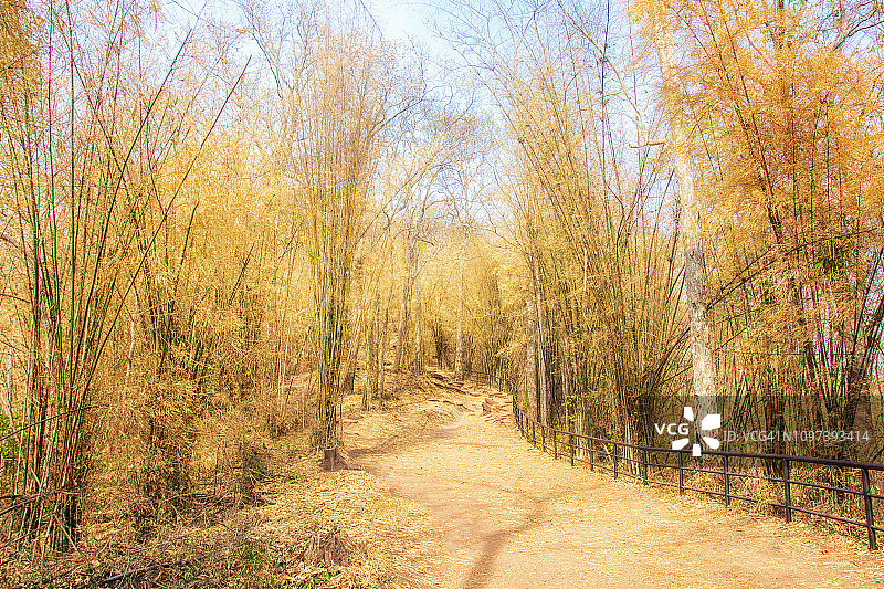 泰国黎逸府Phu Kradueng竹林图片素材