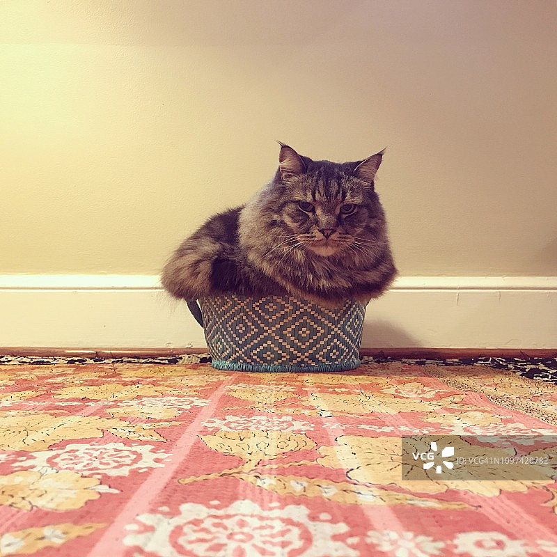 挤在小篮子里的缅因猫图片素材