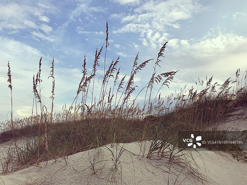 风吹拂的海滩草和沙丘图片素材