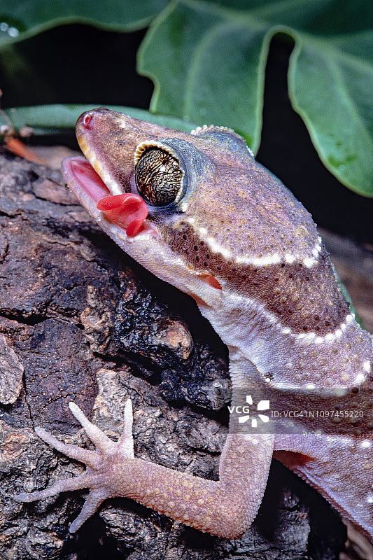 弯趾壁虎的舌头图片素材