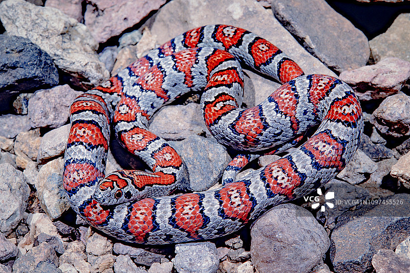 灰色带状王蛇图片素材