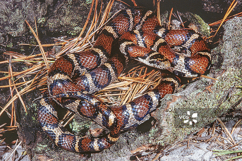 东部乳蛇图片素材