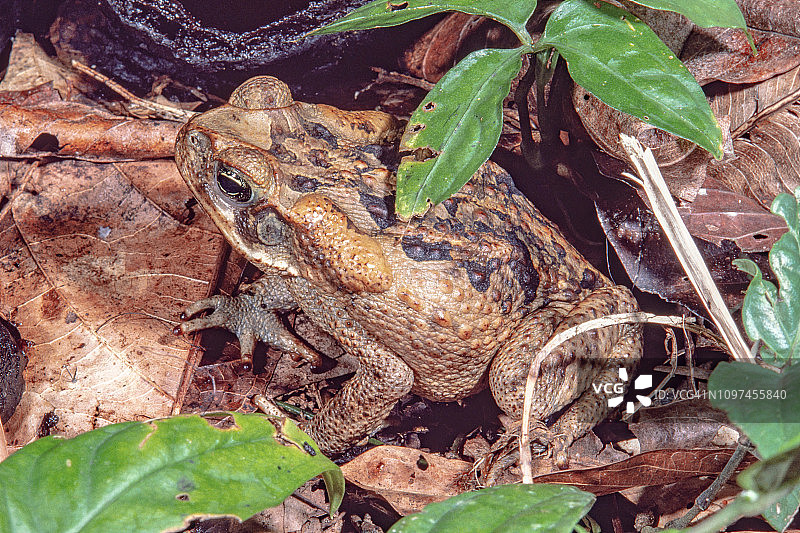 巨型蟾蜍图片素材