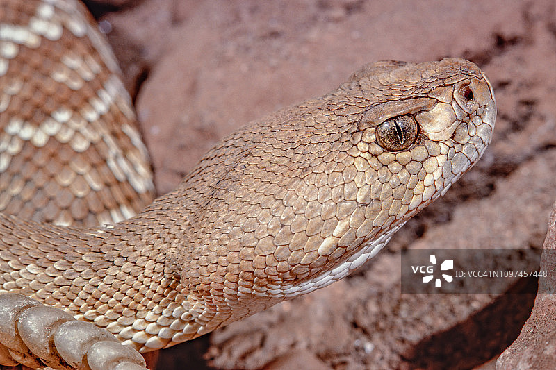 红响尾蛇特写图片素材