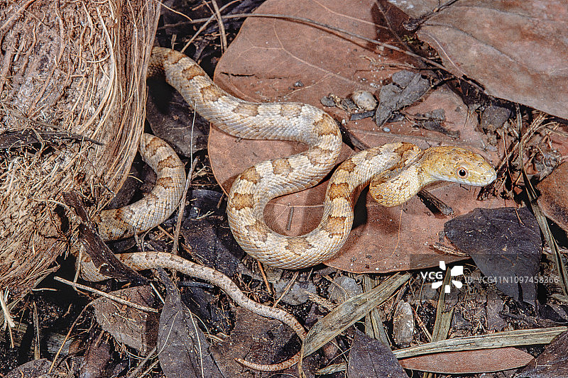 黄鼠蛇幼蛇图片素材