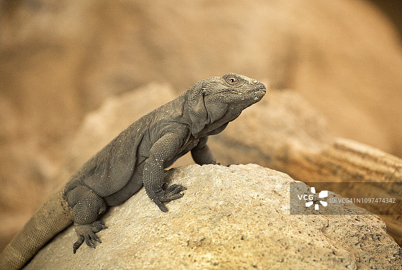 一只大型查克瓦拉蜥蜴图片素材