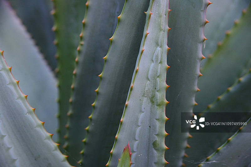 好望角芦荟图片素材