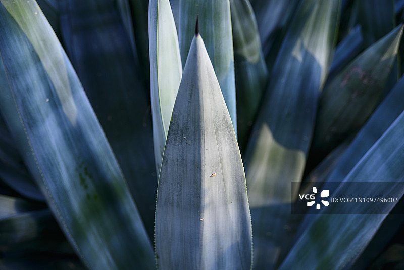 龙舌兰图片素材