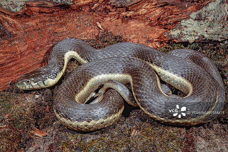 双条纹束带蛇图片素材