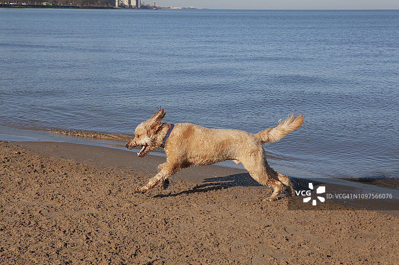 在芝加哥密歇根湖岸边奔跑的金毛贵宾犬图片素材