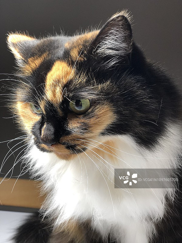 三毛猫图片素材