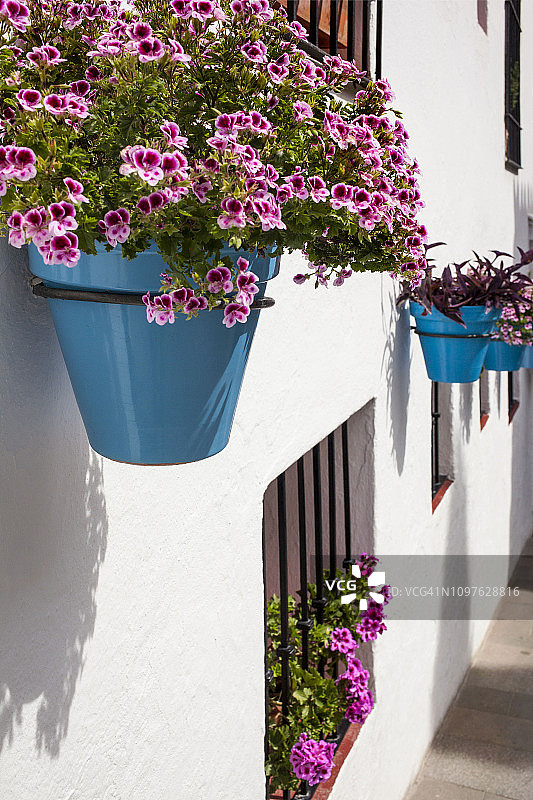 蓝色花盆与盛开鲜花图片素材