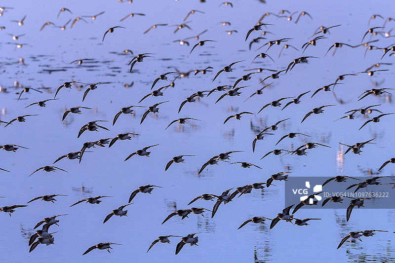 大群矶鹬图片素材