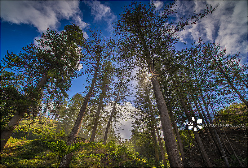 南太平洋诺福克岛崎岖悬崖上生长的特有诺福克松树图片素材