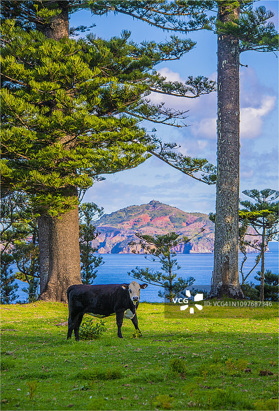 一只在南太平洋诺福克岛悬崖顶上悠闲凝望的奶牛图片素材