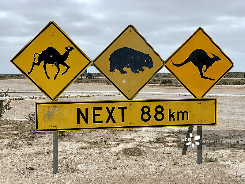 道路标志警告：穿越纳拉伯平原时，注意骆驼、袋熊和袋鼠。南澳大利亚艾尔高速公路图片素材