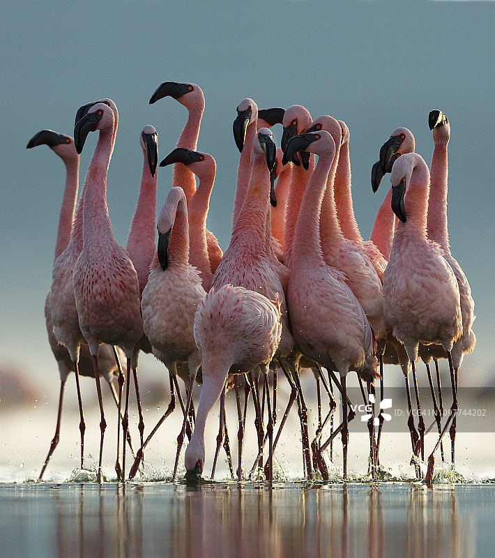 小红鹳繁殖前群聚展示图片素材