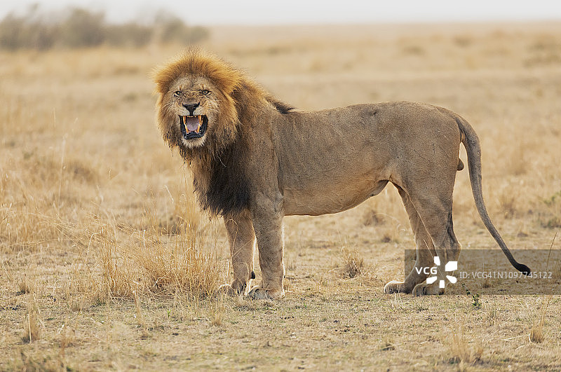 雄狮的裂唇嗅反应图片素材