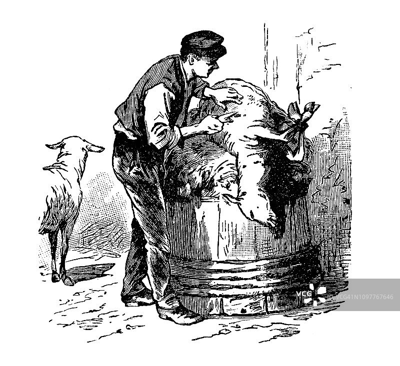 绵羊剪毛古董法式雕刻插画图片素材