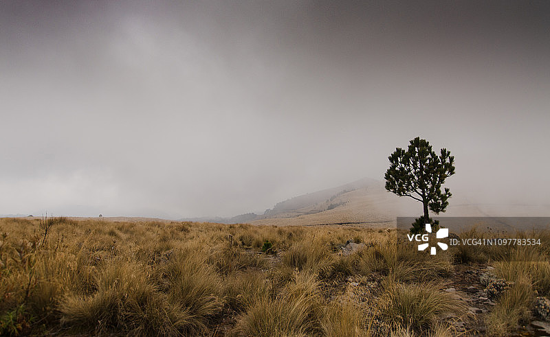 Iztaccihuatl-Popocatepetl国家公园徒步小径上的孤松图片素材