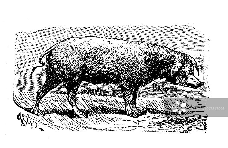 古董法式雕刻插画：野猪图片素材