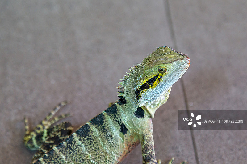 澳洲东部水龙在市区觅食图片素材
