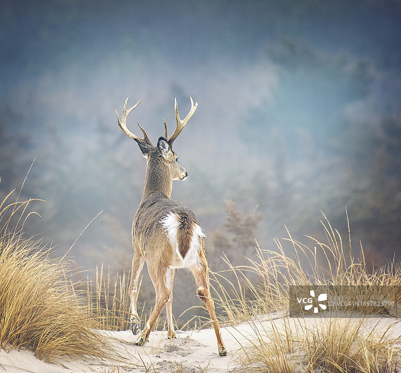 火岛国家海岸的壮丽景色中的美丽雄鹿图片素材