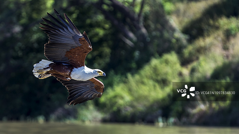 非洲鱼鹰飞越巴林戈湖图片素材