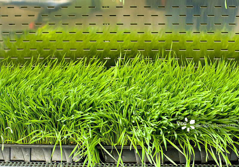 新鲜小麦草图片素材