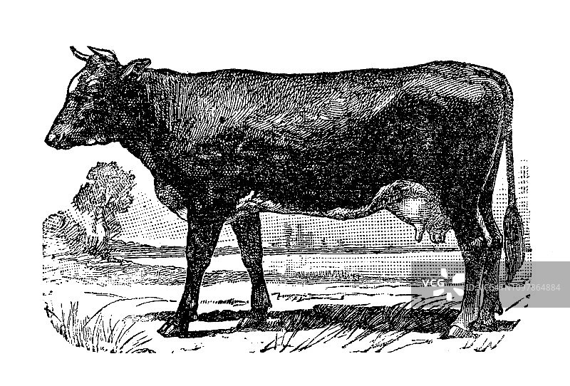 法国古董雕刻插画：奶牛图片素材
