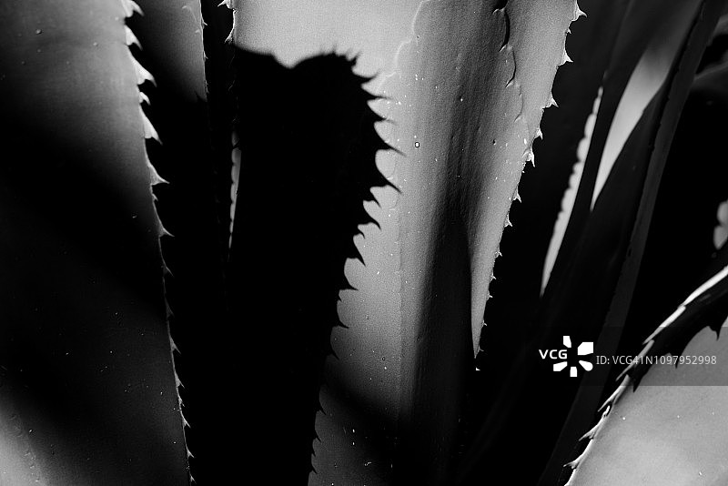 硬叶龙舌兰图片素材