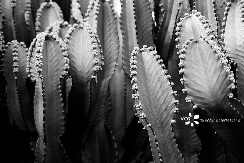 大戟属植物，灯台树图片素材