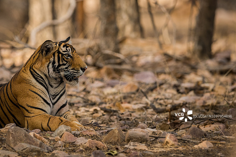 在印度伦滕波尔老虎保护区，一只雄性小老虎在树荫下休息图片素材