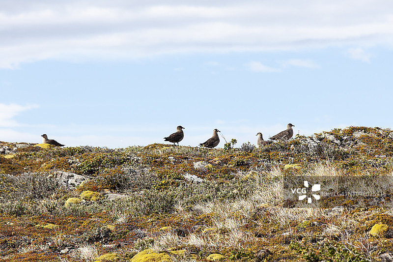阿根廷火地群岛的比格尔海峡图片素材