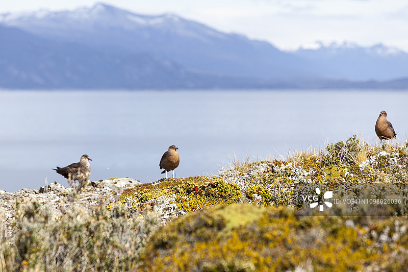 阿根廷火地群岛的比格尔海峡图片素材
